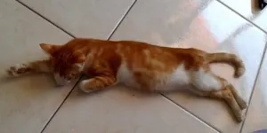 Gato raça siamesa misturada idade 7 a 11 meses nome princesa