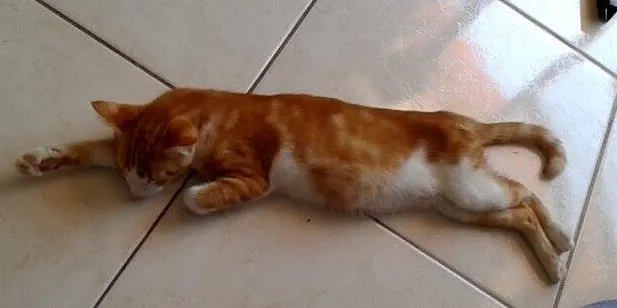 Gato ra a siamesa misturada idade 7 a 11 meses nome princesa