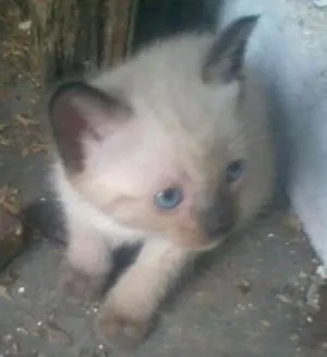 Gato raça Siamês idade  nome filhotes