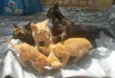 Gatinhos Filhotes