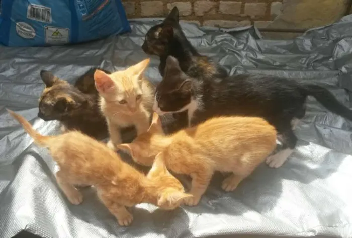 Gato raça Mestiço idade Abaixo de 2 meses nome Gatinhos Filhotes