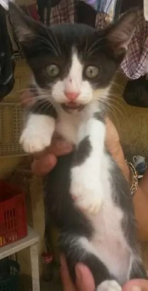 Gato raça Mestiço idade Abaixo de 2 meses nome Gatinhos Filhotes