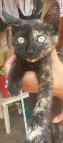 Gato raça Mestiço idade Abaixo de 2 meses nome Gatinhos Filhotes