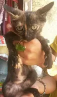 Gatinhos Filhotes