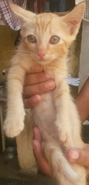 Gato raça Mestiço idade Abaixo de 2 meses nome Gatinhos Filhotes