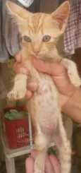 Gatinhos Filhotes