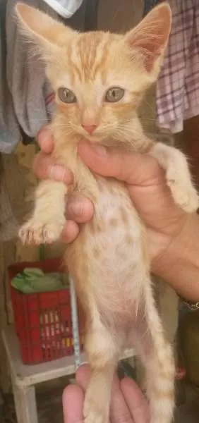 Gato raça Mestiço idade Abaixo de 2 meses nome Gatinhos Filhotes