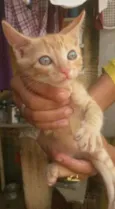 Gatinhos Filhotes