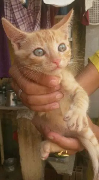 Gato raça Mestiço idade Abaixo de 2 meses nome Gatinhos Filhotes
