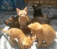 Gatinhos Filhotes