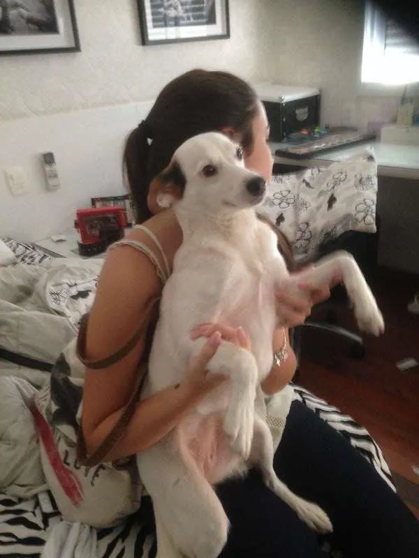 Cachorro ra a SRD idade 2 anos nome Bianca