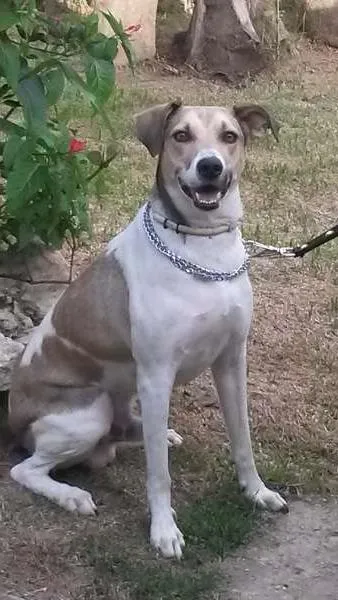 Cachorro raça SRD idade 2 anos nome Duck
