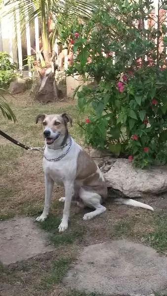 Cachorro raça SRD idade 2 anos nome Duck