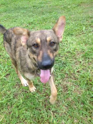 Cachorro ra a SRD idade 1 ano nome Raposão