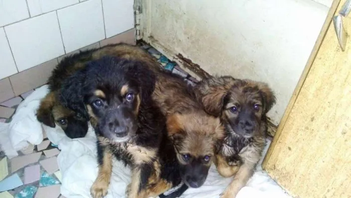 Cachorro ra a SRD idade 2 a 6 meses nome FILHOTES