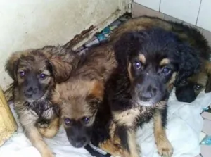 Cachorro raça SRD idade 2 a 6 meses nome FILHOTES