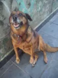 Filó
