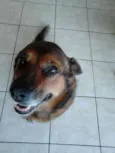Filó