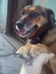 Filó