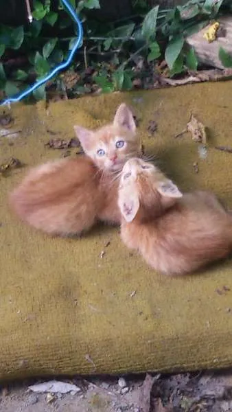 Gato ra a - idade 2 a 6 meses nome -