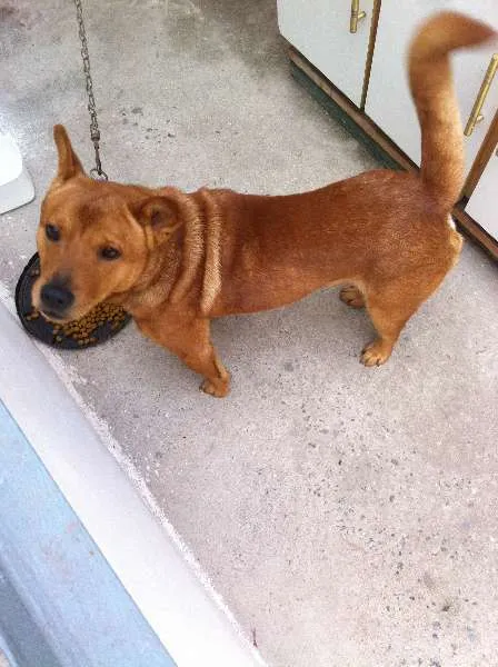 Cachorro raça SRD idade 5 anos nome Bethoween