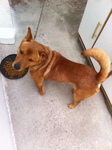 Cachorro raça SRD idade 5 anos nome Bethoween