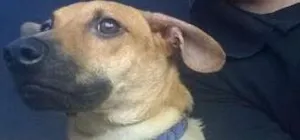 Cachorro raça SRD idade 7 a 11 meses nome Safirinha