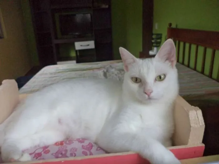Gato ra a SRD idade 1 ano nome Pantufa