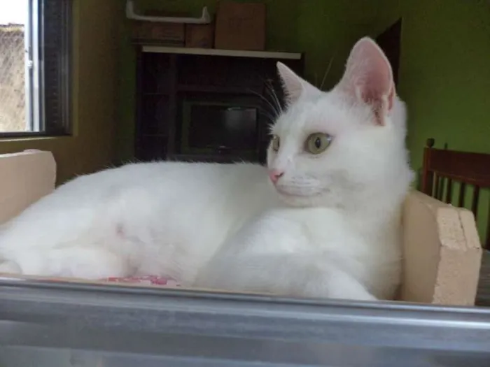 Gato ra a SRD idade 1 ano nome Pantufa