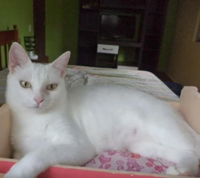 Gato ra a SRD idade 1 ano nome Pantufa