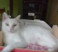 Pantufa