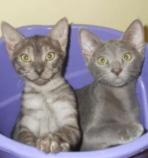 Gato raça SRD idade 2 a 6 meses nome Sem nomes
