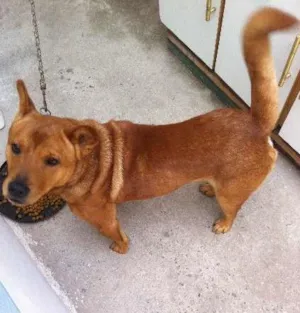 Cachorro raça SRD idade 5 anos nome Bethoween