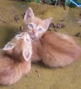 Gato ra a - idade 2 a 6 meses nome -