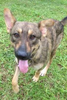 Cachorro raça SRD idade 1 ano nome Raposão