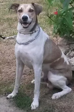 Cachorro raça SRD idade 2 anos nome Duck