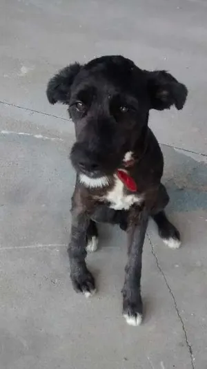 Cachorro raça SRD idade 2 a 6 meses nome Volinho