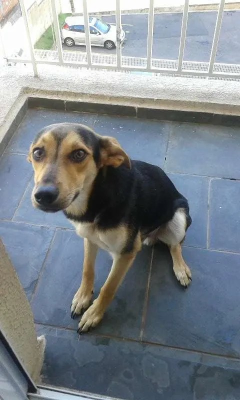 Cachorro ra a vira lata idade 7 a 11 meses nome blady