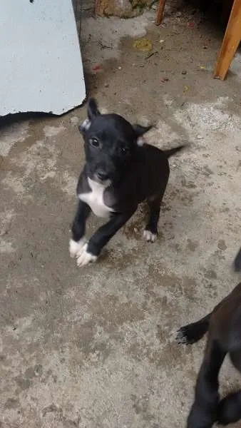 Cachorro ra a  idade 2 a 6 meses nome Filhotes