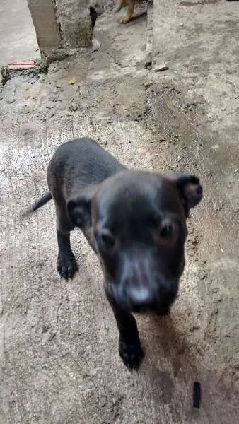 Cachorro ra a  idade 2 a 6 meses nome Filhotes