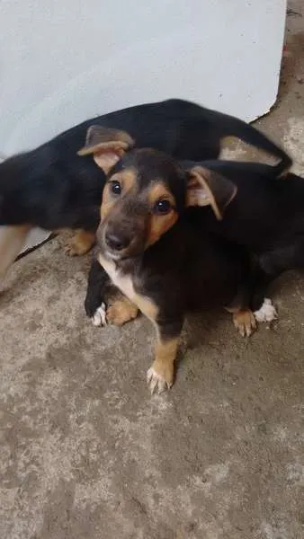 Cachorro ra a  idade 2 a 6 meses nome Filhotes