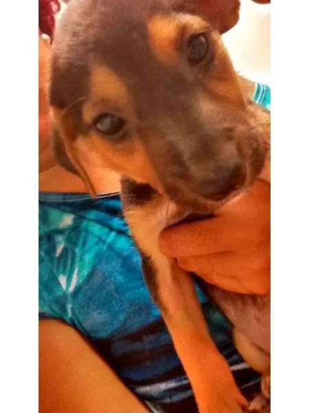 Cachorro ra a  idade 2 a 6 meses nome Filhotes