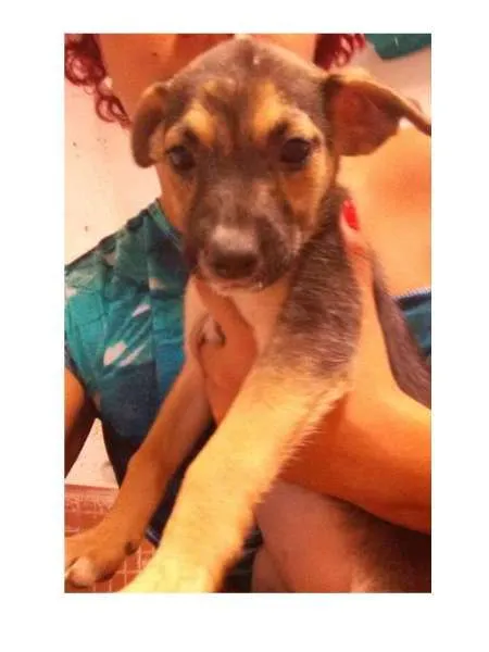 Cachorro ra a  idade 2 a 6 meses nome Filhotes