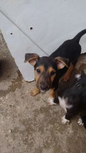 Cachorro ra a  idade 2 a 6 meses nome Filhotes