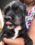 Pequena