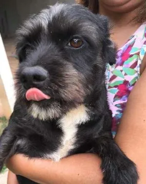 Cachorro raça SRD idade 2 anos nome Pequena