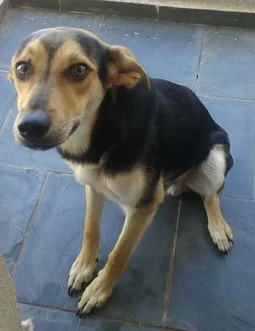 Cachorro ra a vira lata idade 7 a 11 meses nome blady