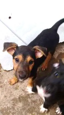 Cachorro ra a  idade 2 a 6 meses nome Filhotes