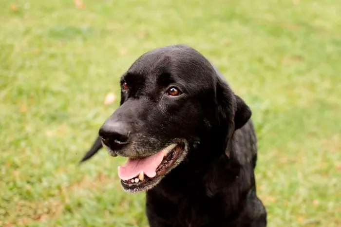 Cachorro ra a labrador idade 3 anos nome Grandão