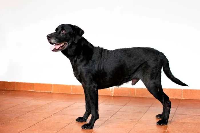 Cachorro ra a labrador idade 3 anos nome Grandão